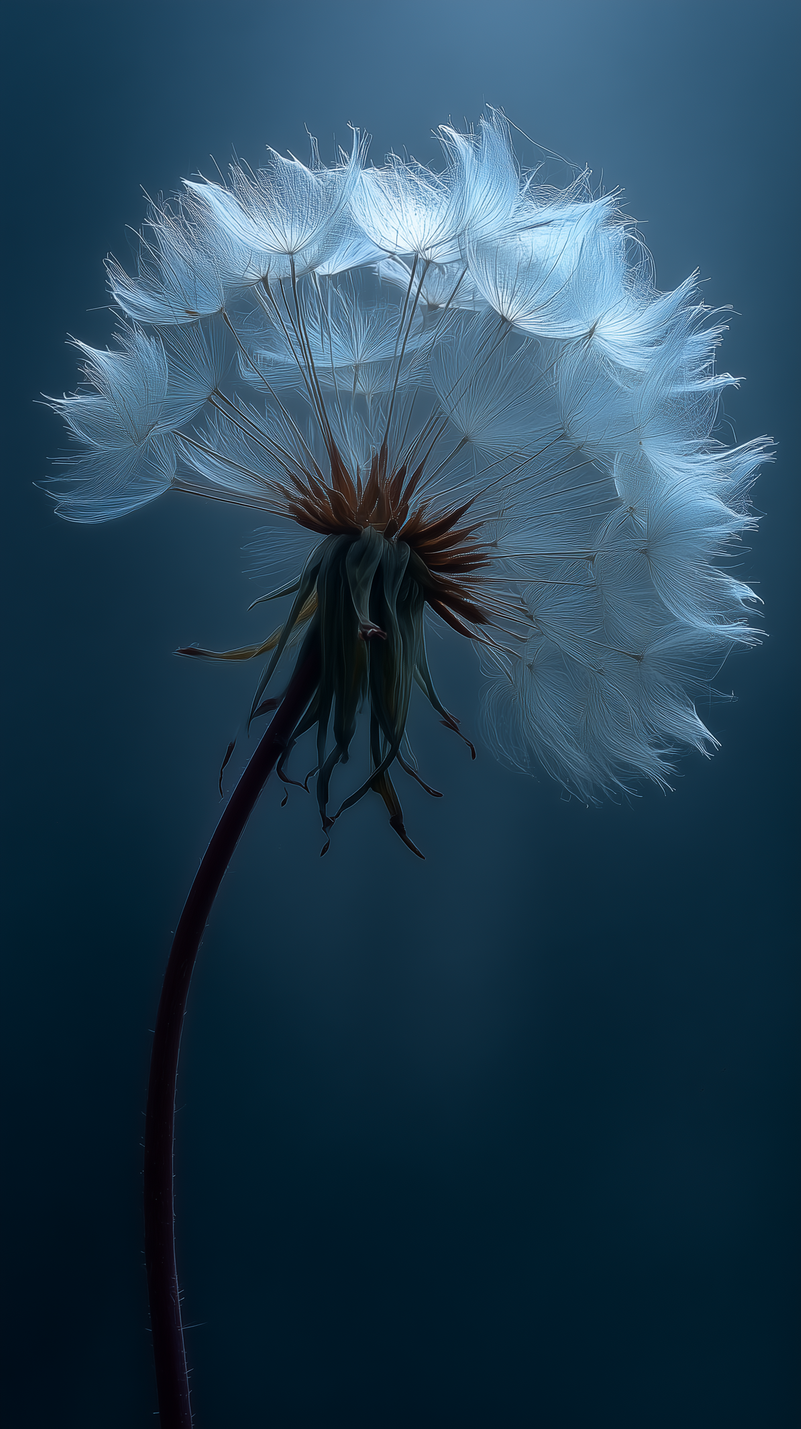 صورة مولدة بالذكاء الاصطناعي: Midjourney prompt: single dandelion puff, glowing white on dark indig... (نموذج Midjourney - فن مفاهيمي)