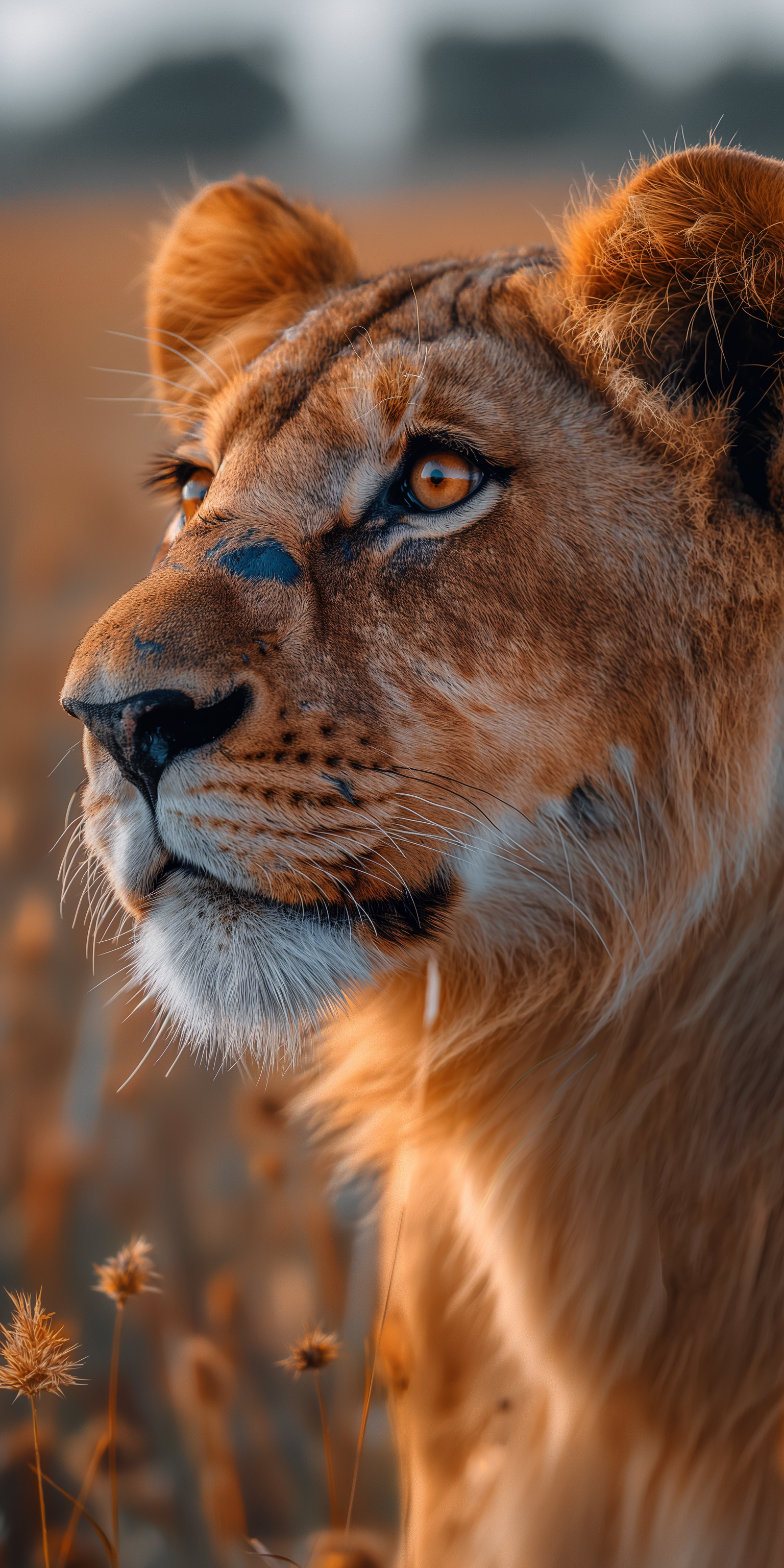 Midjourney prompt: 3d photorealistic photo, side profile of a lion on... - Midjourney